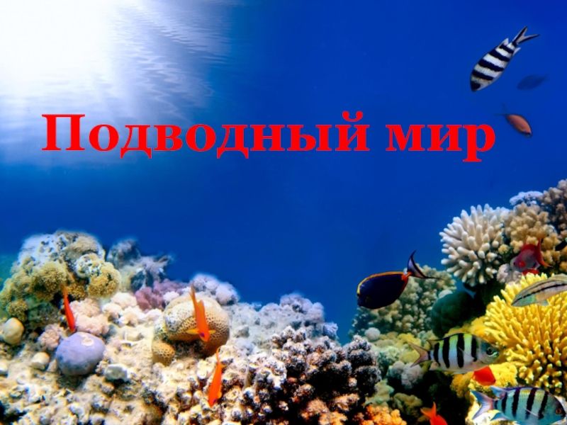 Подводный мир цель проекта