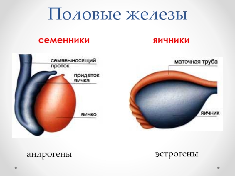 Половые железы схема