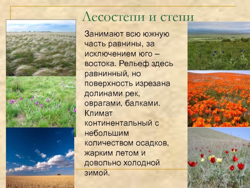 Природные компоненты степи. Рельеф и почвы лесостепи. Растительность лесостепи в России кратко. Степи и лесостепи. Лесостепи и степи рельеф.