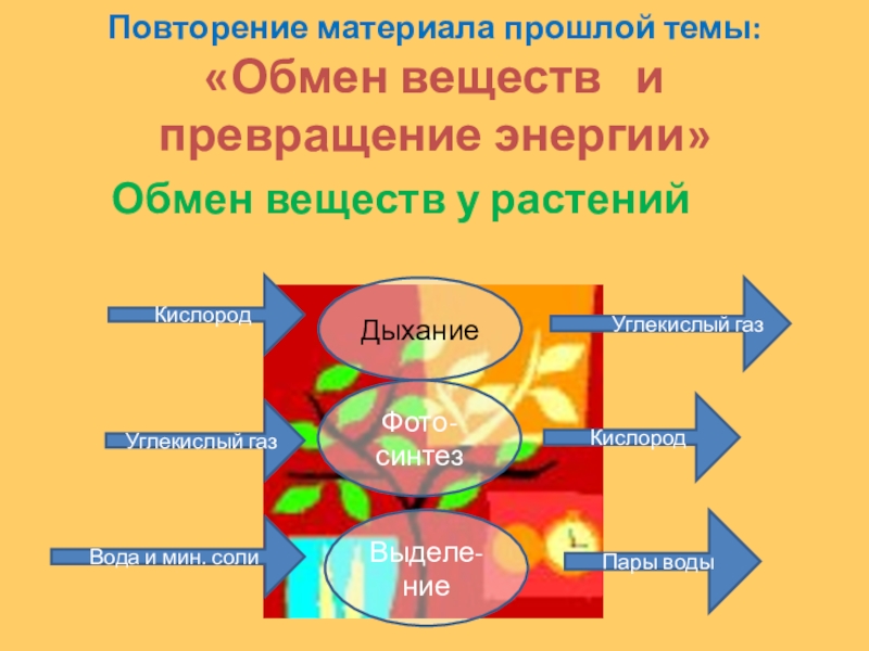 Биология 8 класс обмен веществ и энергии презентация 8 класс