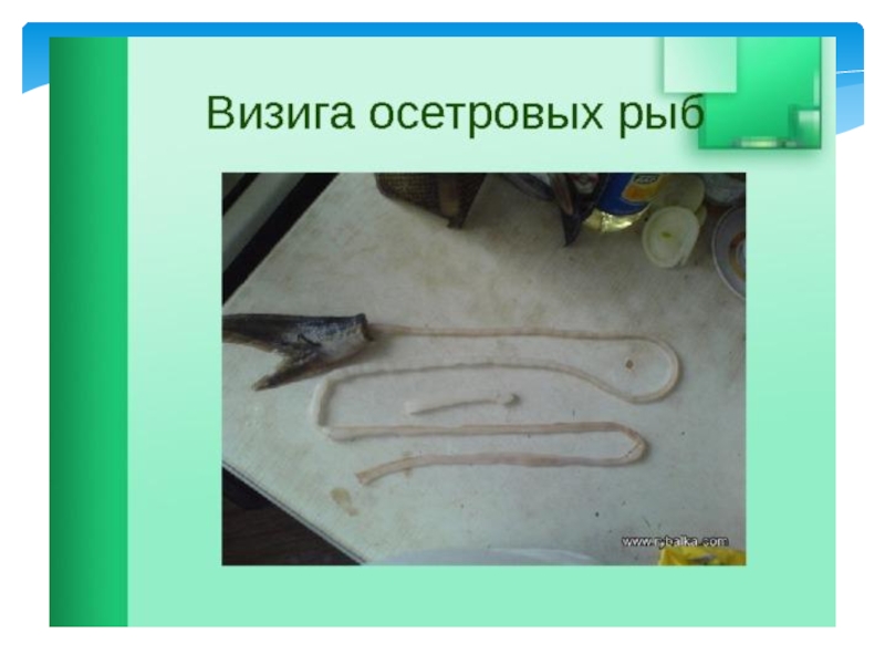 Хорда осетровой рыбы. Обработка рыбы осетровых пород. Схема обработки осетровой рыбы.