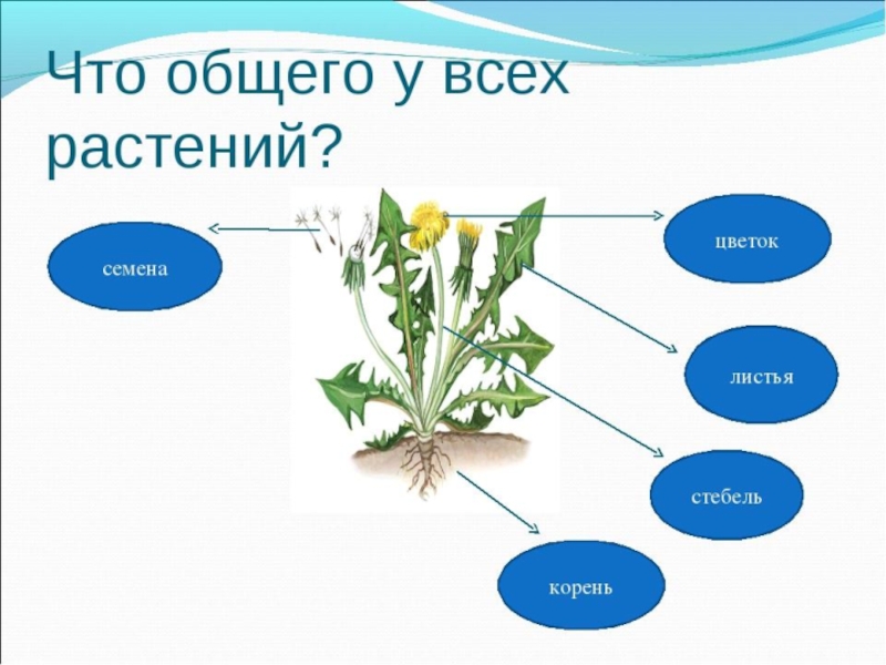 Презентация 1 класс по окружающему миру как живут растения 1 класс