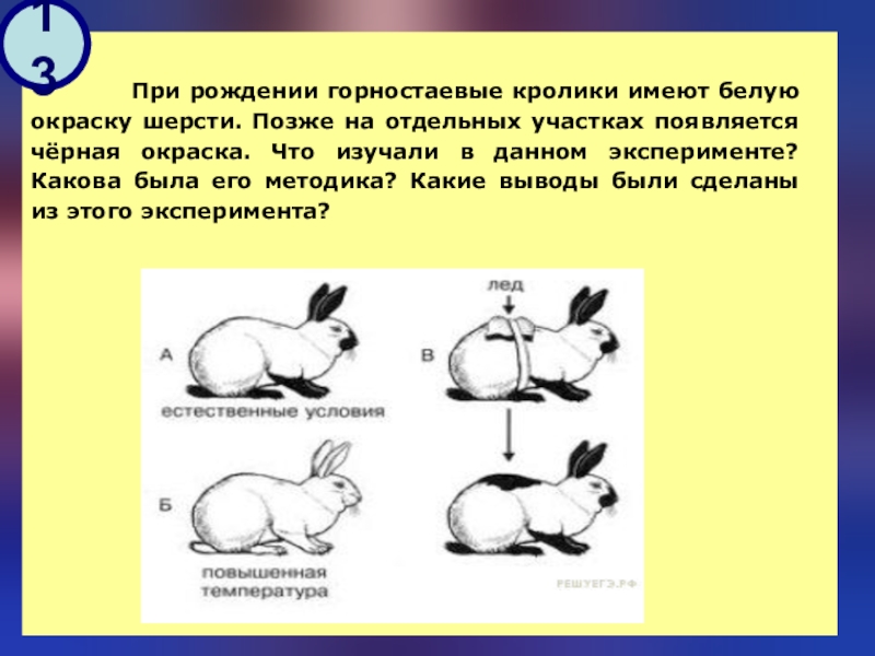 Презентация по биологии кролики