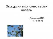 ПрезентацияЭкскурсия в колонию серых цапель