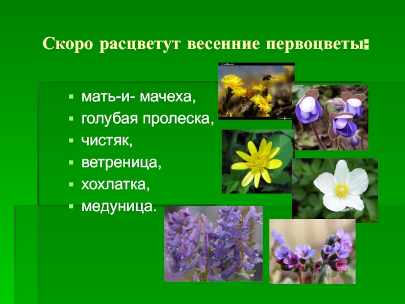 Какие происходят изменения в жизни растений весной. Хохлатка анемона. Презентация на тему цветы. Разнообразие первоцветов.