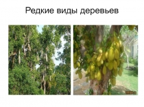 Презентация Редкие виды деревьев