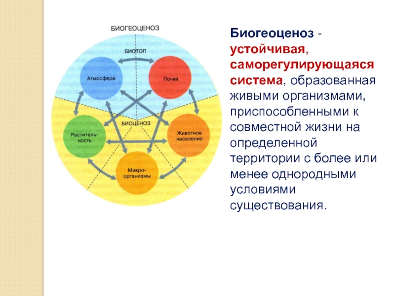 Структура биоценоза схема