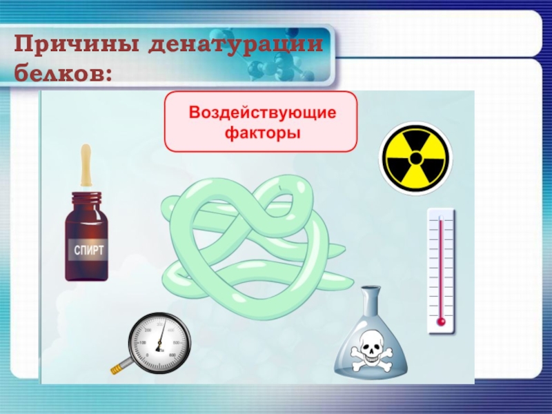 Презентация на тему белки 10 класс химия