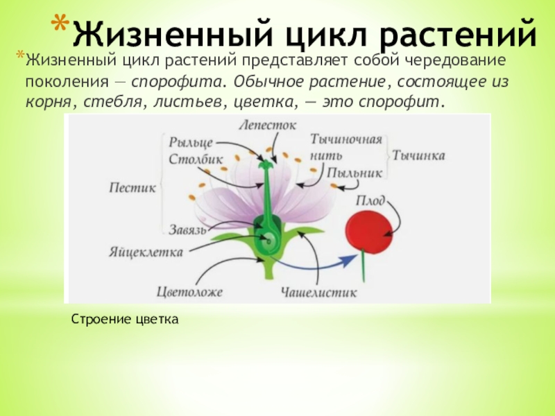 Красный состоит из цветов