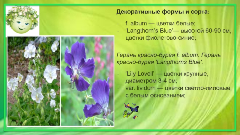 Декоративные формы и сорта:f. album — цветки белые;‘Langthorn’s Blue’— высотой 60-90 см, цветки фиолетово-синие; Герань красно-бурая f. album. Герань