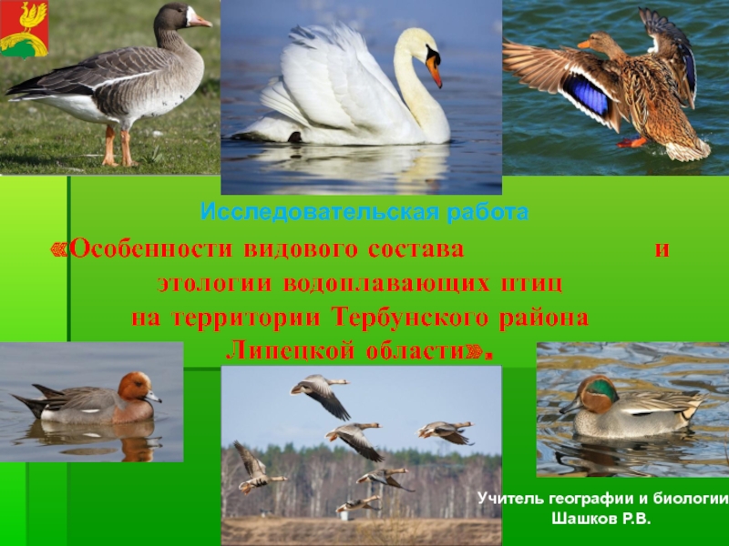 Презентация Особенности видового состава и этологии водоплавающих птиц на территории Тербунского района Липецкой области