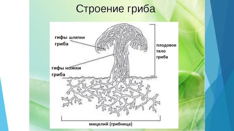 Биология 5 класс рисунки