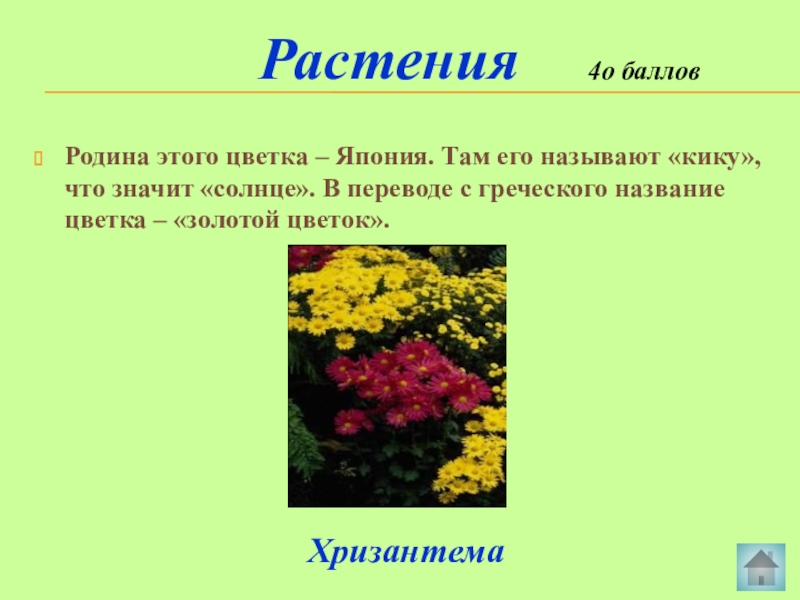 Баллами растение. Родина растения. Название растения и Родина. Родина цветов. Название растения и Родина этого растения.