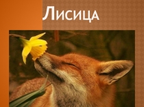 Презентация по окружающему миру. Лисица.