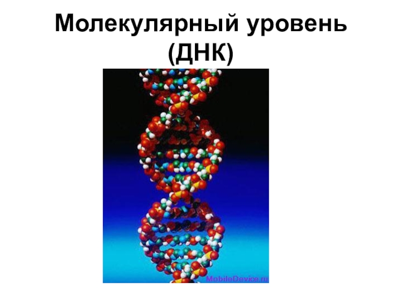 Уровни молекул. Молекулярный уровень. Уровни организации природы молекулярный. Молекулярный уровень биология. Молекулярный уровень организации живой природы.