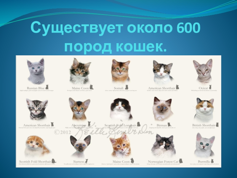Существует около 600 пород кошек.
