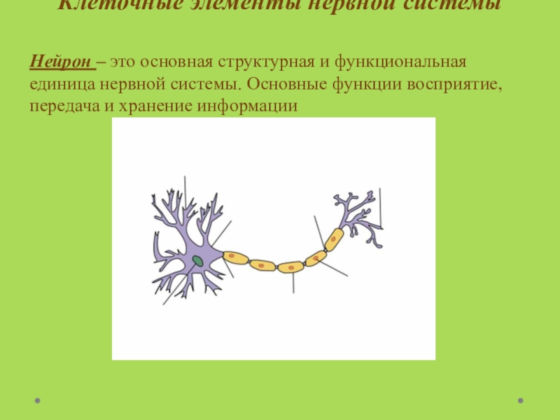 Структурная и функциональная единица нервной системы