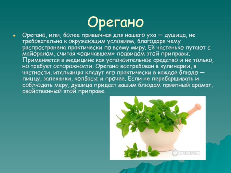 Благодаря условии. Орегано растение описание. Орегано описание. Орегано чем полезен. Проектная работа орегано 2 класс.