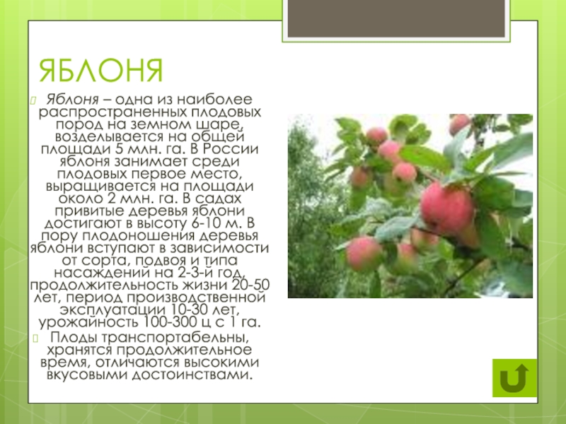 Подмосковный сад впр 7 класс русский. Паспер растений яблоня.