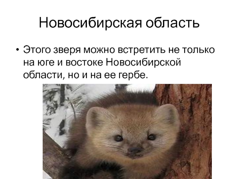 Новосибирская областьЭтого зверя можно встретить не только на юге и востоке Новосибирской области, но и на ее