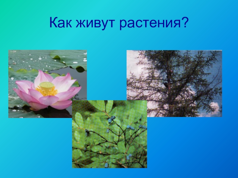 Как живут растения презентация 1. Как живут растения. Где живут растения. Жить растение. Презентация как живут растения.