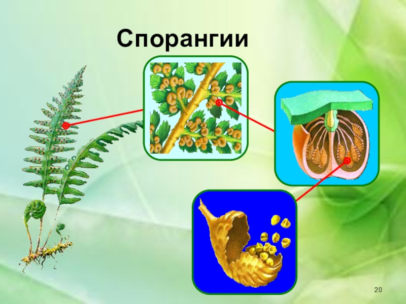 Спорангии папоротника. Сорус спорангий папоротника. Строение папоротника спорангии. Строение соруса папоротника. Сорусы спорангиев папоротника рисунок.