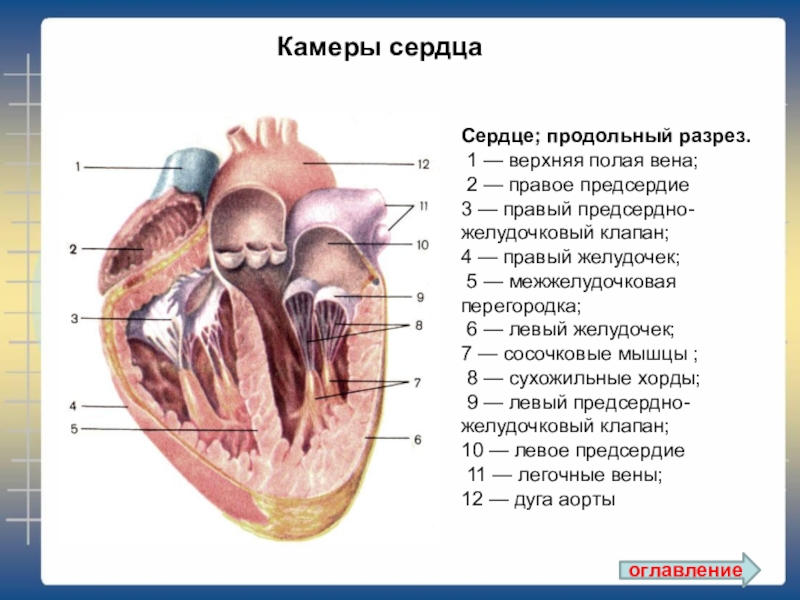 Сердце в разрезе схема