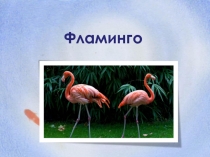 Презентация по биологии на тему Фламинго (7 класс)