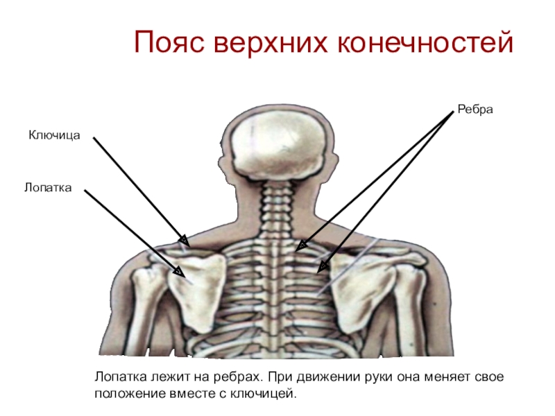 Ключица где находится фото. Пояс верхних конечностей ключица. Расположение лопатки в скелете человека. Лопатка и ключица. Ключица сзади.