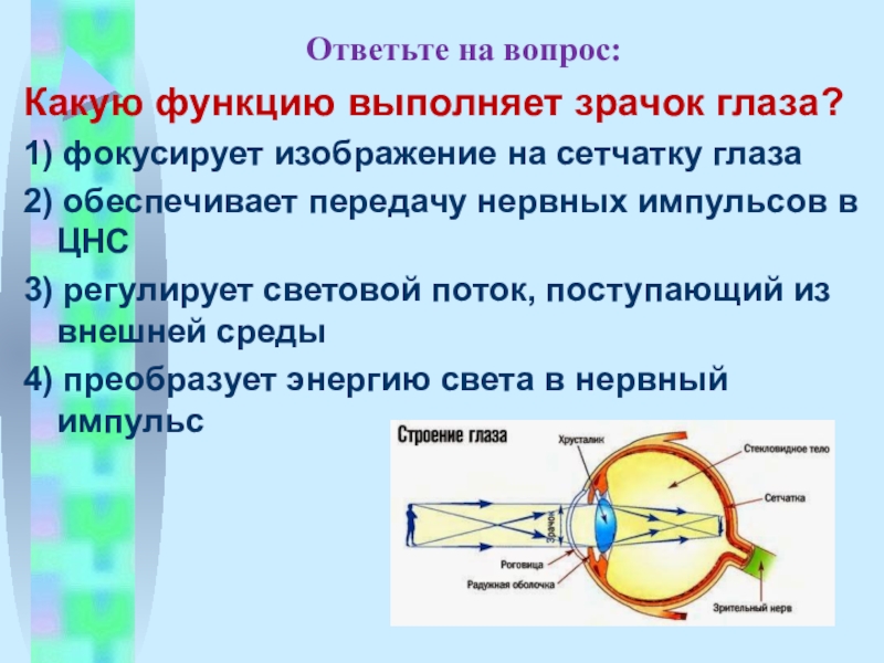 Кроссворд зрительный анализатор