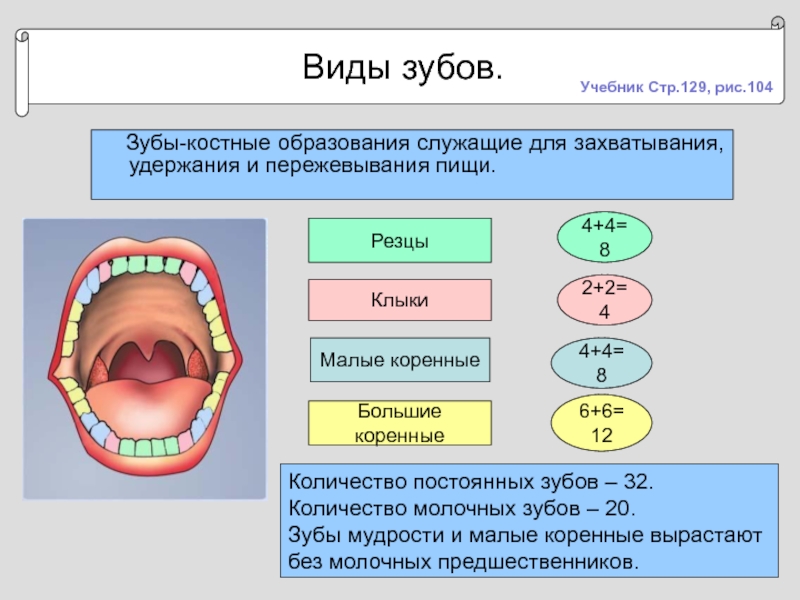 Картинки виды зубов