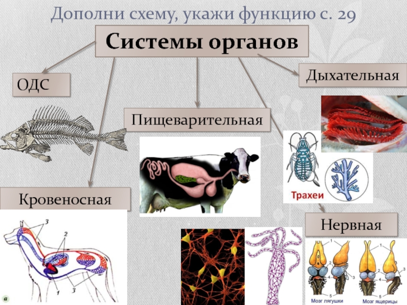 Кровеносная нервная дыхательная система. Ткани органы и системы органов. Ткани органы и системы органов животных. Дыхательная пищеварительная кровеносная система. Ткани органы и системы органов 7 класс.