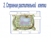 Презентация к уроку Строение растительной клетки 5 кл биология