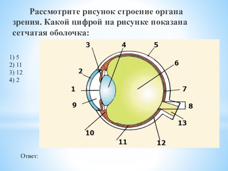 Какой цифрой на рисунке обозначена структура глаза нарушение в которой приводит к дальтонизму