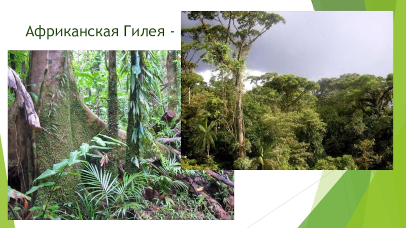 Растения и животные природной зоны экваториальные леса. Горная Гилея в Южной Америке. Южная Америка Сельва лианы. Гилея Южной Америки это. Гилея в Африке.