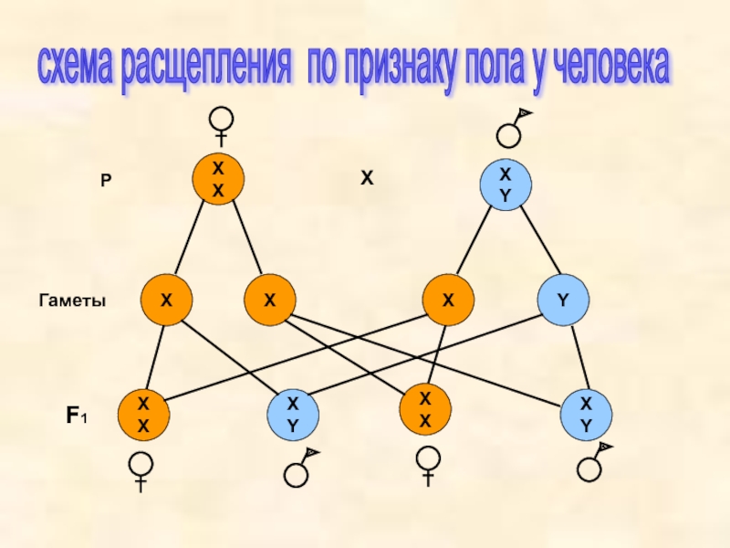 Презентация генетическое определение пола