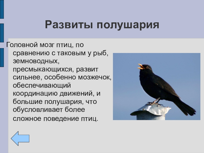 Поведение птиц 8 класс презентация. Поведение птиц. Характер птиц. Территориальное поведение птиц. Сложное поведение птиц.