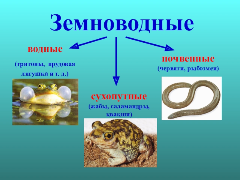 Проект земноводные 7 класс биология