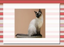 Презентация по теме сочинение Кот на окне