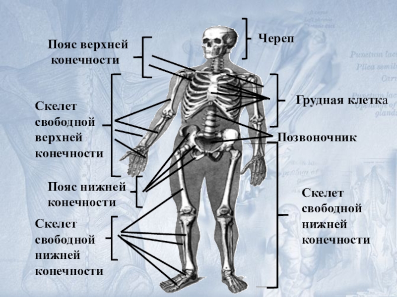 Скелет поясов конечностей. Расположение поясов конечностей на скелете Подробный рисунок.