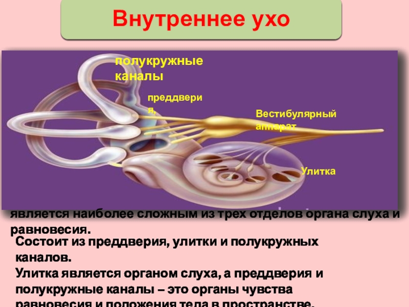 Внутреннее ухо орган равновесия. Функции улитки и полукружных каналов. Функции полукружных каналов уха. 3 Полукружных канала.