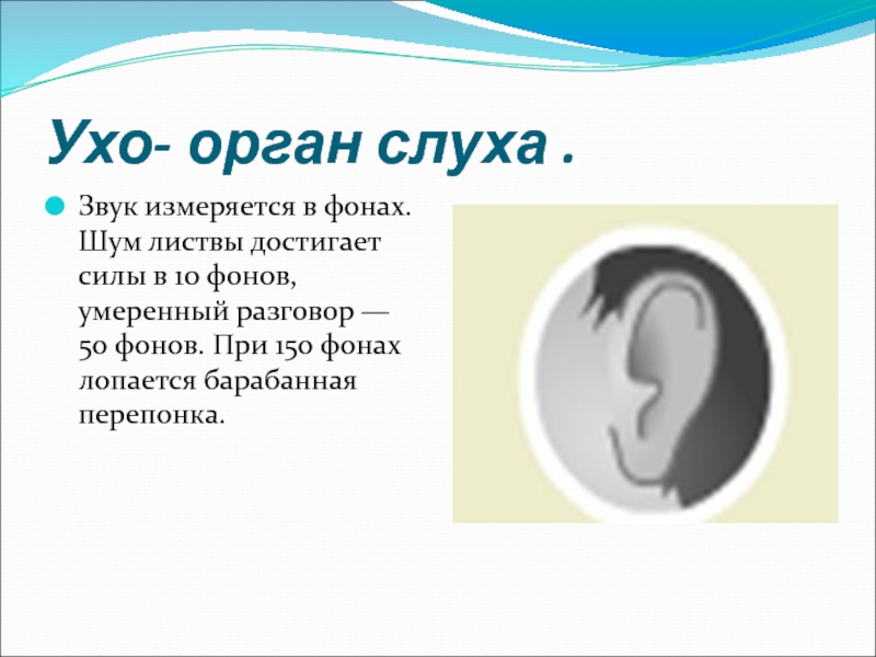 Рассказы про уши. Уши орган слуха. Интересные факты о ушах.