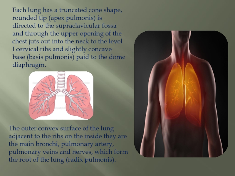 Легкие доклад 3 класс. Доклад на тему легкие. Apex pulmonis. Gangraena pulmonis. Новая тема для легких.
