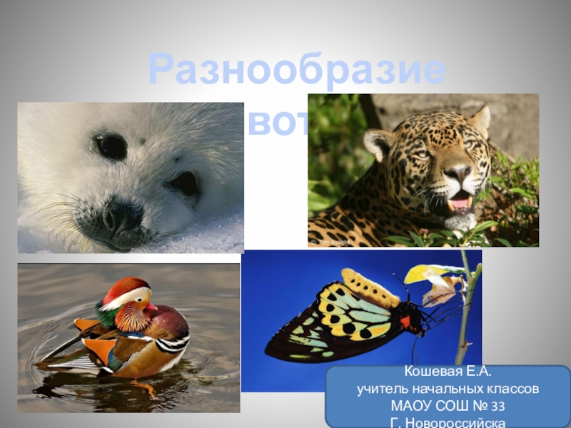 Разнообразие животных. . Наиболее разнообразны животные в ... Многообразие животных 2 класс школа России презентация.