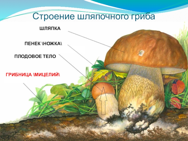 Грибы шляпочные грибы презентация 5 класс