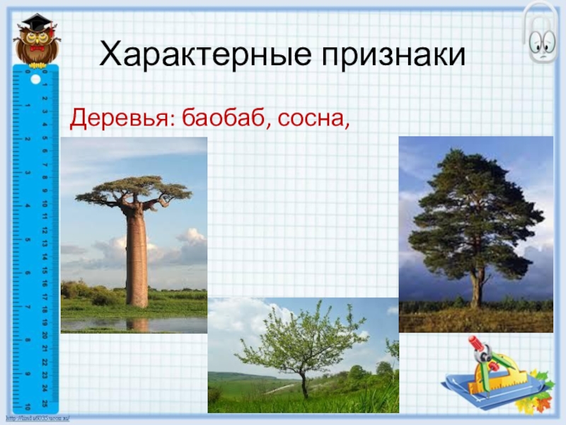 Признаки деревьев. Признаки дерева. Отличительные признаки деревьев. Характерные признаки древесины признаки. Отличительные признаки деревьев для детей.