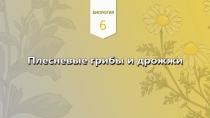 Урок по биологии Плесневые грибы. Дрожжи