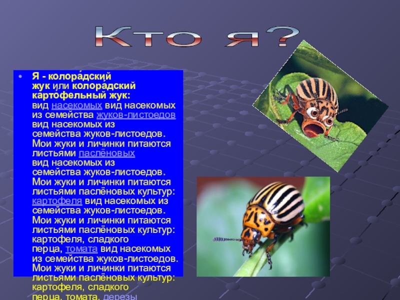 Какой тип развития характерен для колорадского жука изображенного на рисунке