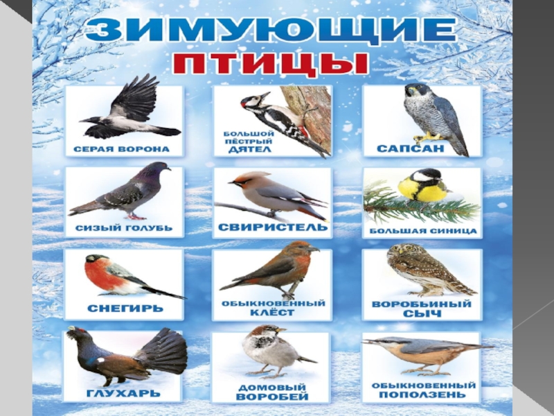 Птицы мордовии фото с названиями зимующие