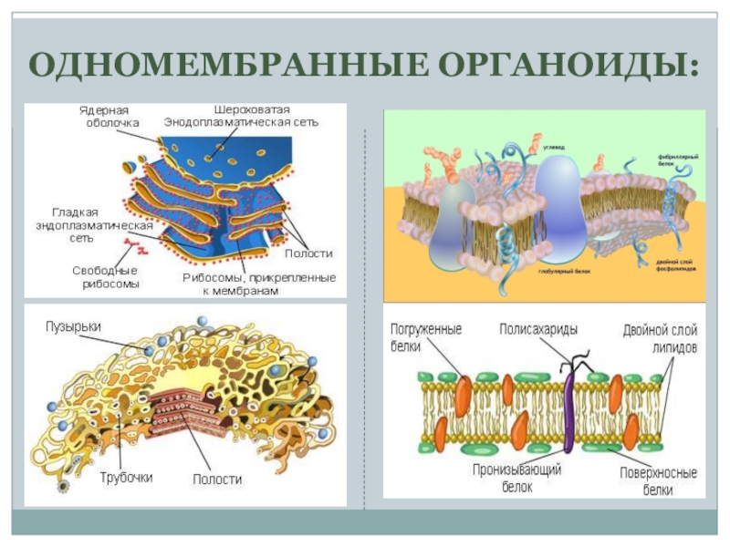 Одномембранные органоиды рисунок